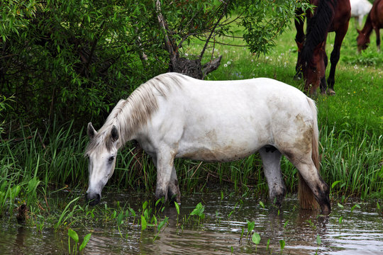 Horse grazing and drinking from river stream