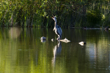 Large Heron Perched on a Rock in a Marsh