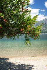 Fototapeta na wymiar Pomegranate tree near the water