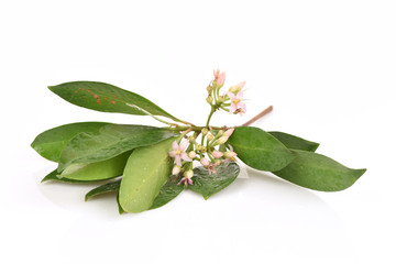 Ardisia polycephala Wall, Ardisia polycephala Wall.ex ADC, medicinal treatment.