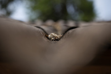 Dry grass
