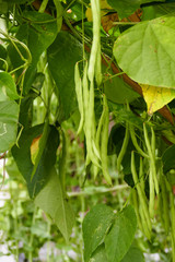 bush bean growing in the agricultural farm