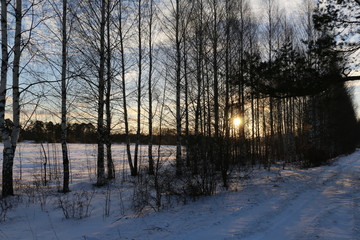 Деревья зимним вечером, освещенные закатным солнцем