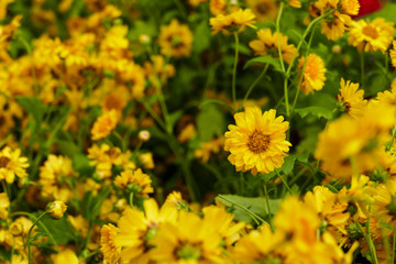 Chrysanthemum Flower