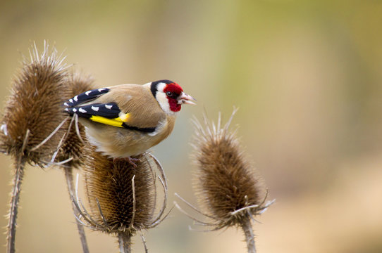 Stieglitz (Carduelis carduelis), Distelfink auf einer Distel