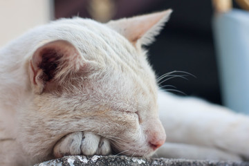 A stray cat outdoors, Sleeping on the pillar. selective focus.
