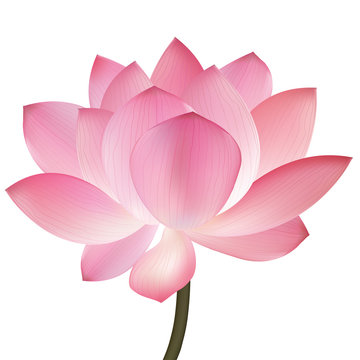 Pink lotus. Eps-10 vector illustration.