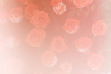 bunch of blooming rose (color filter and soft focus)