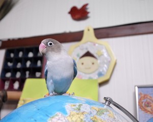 Lovebird