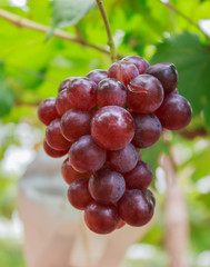 Red grape on the tree