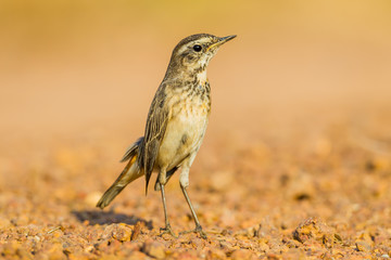 Female Bluethroat (Luscinia svecica ) on the ground in nature of Thailand