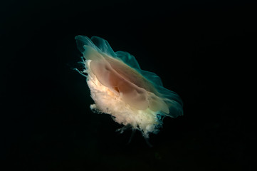 "Cyanea" jellyfish  swims in the deep of Japan sea. This coldwater jellyfish is also known as Lion's jellyfish