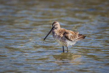 Close up of Asian Dowitcher(Limnodromus semipalmatus)  