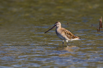Asian Dowitcher(Limnodromus semipalmatus) stand alone in the sea in nature 