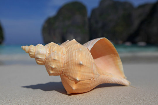 Seashell on beach