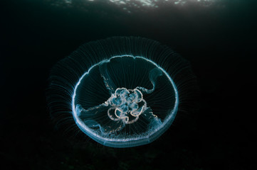 Moon jellyfish swims in the deep of Japan sea. This jellyfish is also known as 