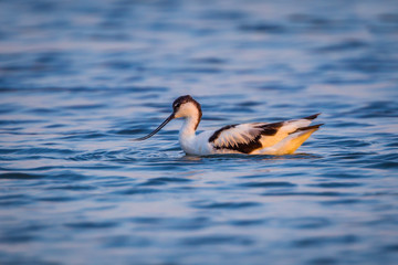 Close up of  Pied avocet (Recurvirostra avosetta) floating 