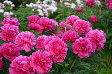 Many blooming peony flowers 