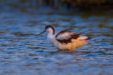 Close up of  Pied avocet (Recurvirostra avosetta) spread her feather