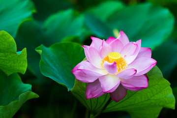 蓮の花