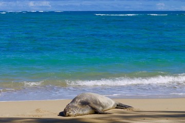 昼寝するアザラシ