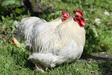 weiße Hühner im Gras