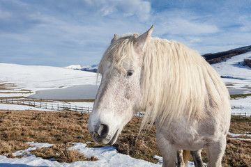Obraz na płótnie Canvas Primo piano di un cavallo bianco. Montagne con neve sullo sfondo, cielo blu