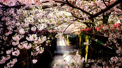 中目黒の桜