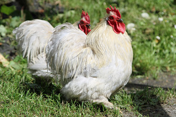 weißes Huhn im Gras