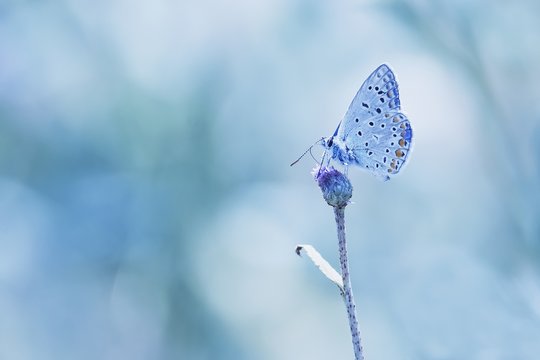Butterfly on the blue backgroud