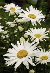 Fototapeta premium Camomile flowers 