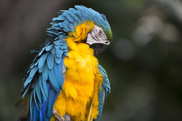 Portrait of blue-and-yellow macaw