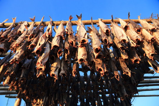 pesca al merluzzo