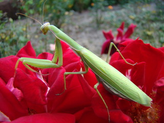 mantis