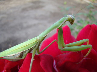 mantis