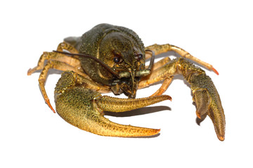 crawfish isolated