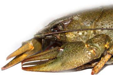 crawfish isolated