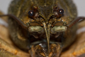 crawfish isolated