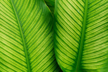leaf texture