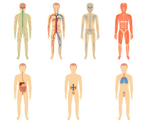 Set of human organs and systems