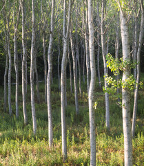 Countryside of Pavia (Italy): poplars