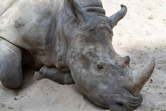 Rhinocéros zoo de la Palmyre  (Img.9693)