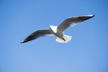 Fototapeta na wymiar Flying seagull over the water