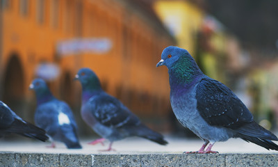 Pigeons close up at Piata Sfatului - Council Square in downtown of Brasov, Transylvania