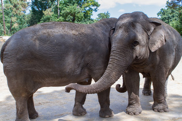 Fototapeta premium L'éléphant d'Asie - Zoo de la Palmyre (Img.9741)