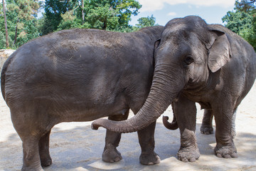 L'éléphant d'Asie - Zoo de la Palmyre (Img.9742)
