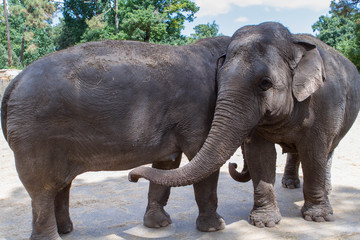 Fototapeta premium L'éléphant d'Asie - Zoo de la Palmyre (Img.9742)