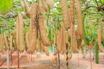 sword beans on the vine