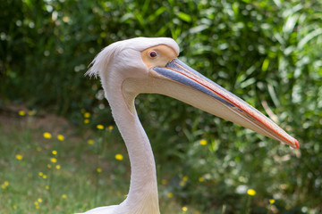 Le Pélican blanc - Zoo de la Palmyre (Img.9790)