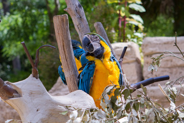 Ara bleu et jaune - Zoo de la Palmyre (Img.9841) © Agence73Bis-C.BONNET